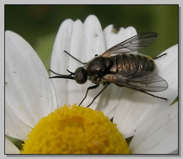 Bombyliidae, A: Usia sp; B: Cyllenia cf. rustica.